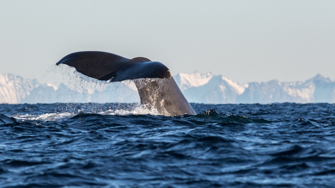 You can go looking for whales in Norway! Whale watching Norway. Tours in Norway. Norway tours.