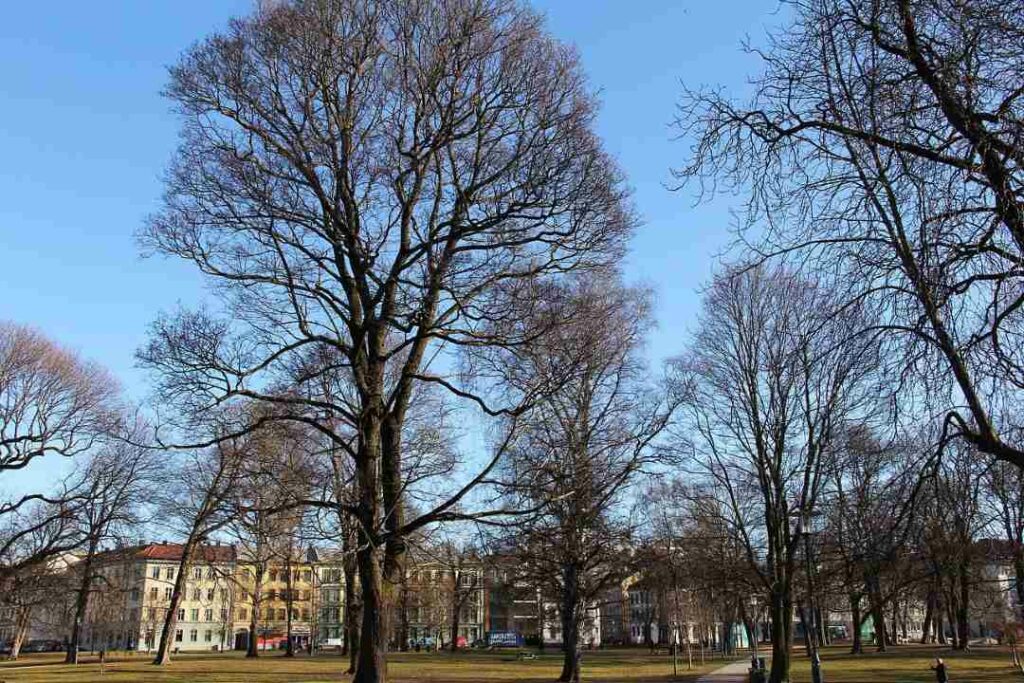 Park in Grunerløkka, Oslo, Norway. Vast green space with naked trees, and classical buildings in the distance at the end of the park, under blue skies. 