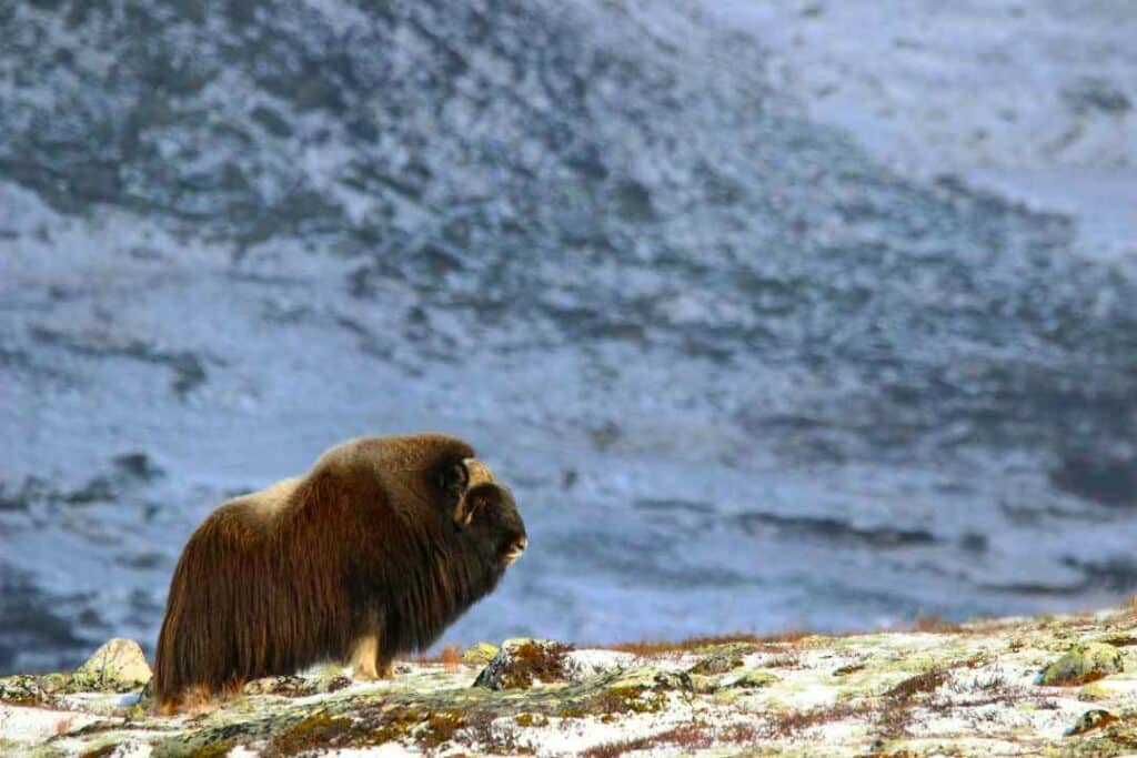 The majestic muskox in the snowy mountains