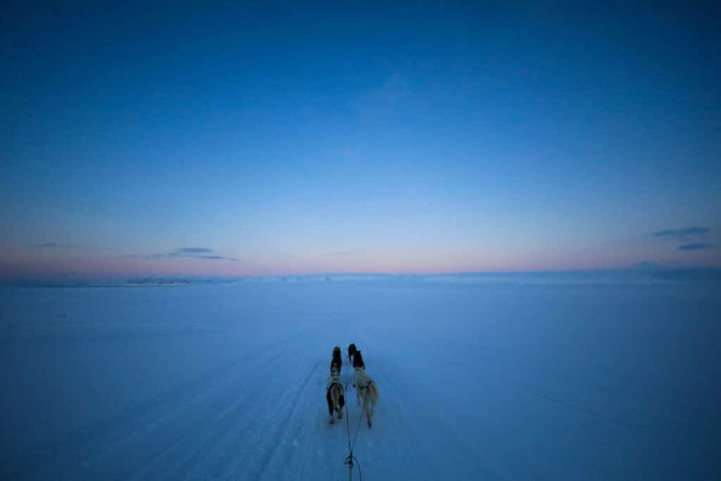 Incredible white and bluish winter scenery in Svalbard, where the snow seems to be as blue as the sky, where the sun is just under the distance horizon creating a pale pink line where heaven and earth meets. A band of dogs are in the front, pulling the sledge of the photographer. 