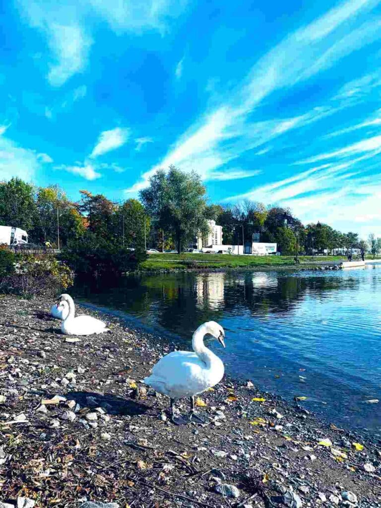 Swans by the Oslo Fjord on a sunny day