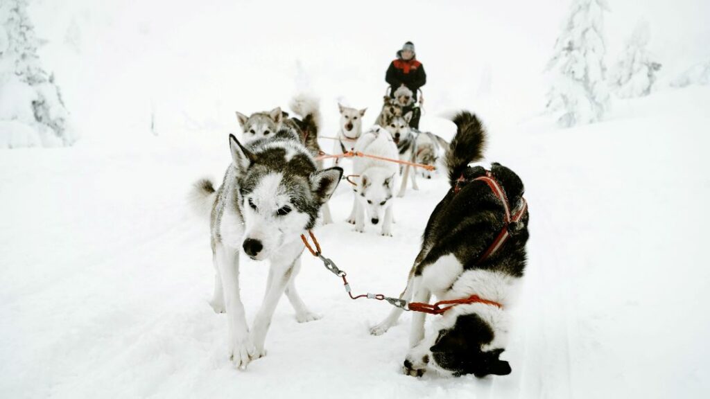 One of the most popular activities in Alta, Norway, is winter dog sledding, Here a crew of dogs pulling a sled and a sled driver in a completely white snowy environment. 