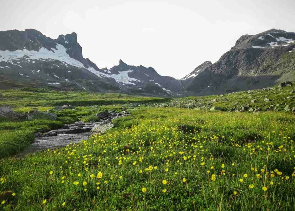 Jotunheimen in the summer, green grass with yellow wild flowers in the foreground, and the rocky mountains still with snowy patches in the back. 
