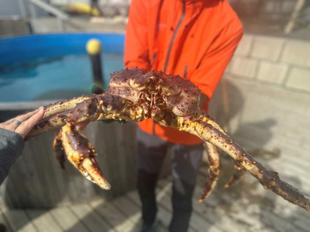 Meet the King Crab in Skarsvåg on Magerøya Island, this impressive big creature roaming the Arctic Sea Beds