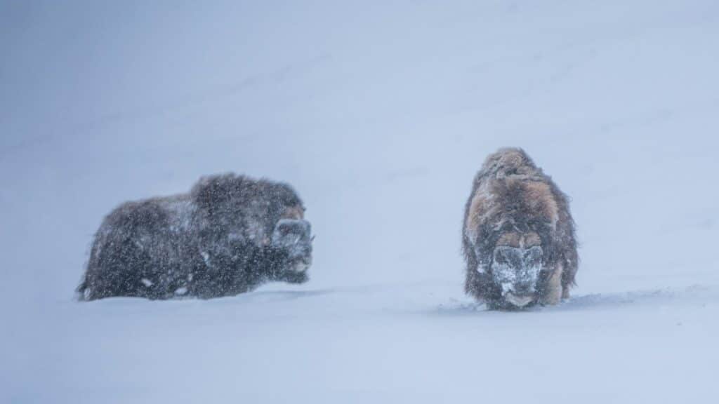 Muskox in the snowy weather in Rondane and Dovre National Park Norway