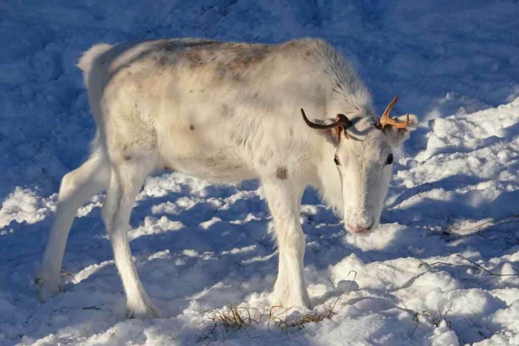 A white raindeer on the snow in the sun in Kirkenes, looking at the photographer