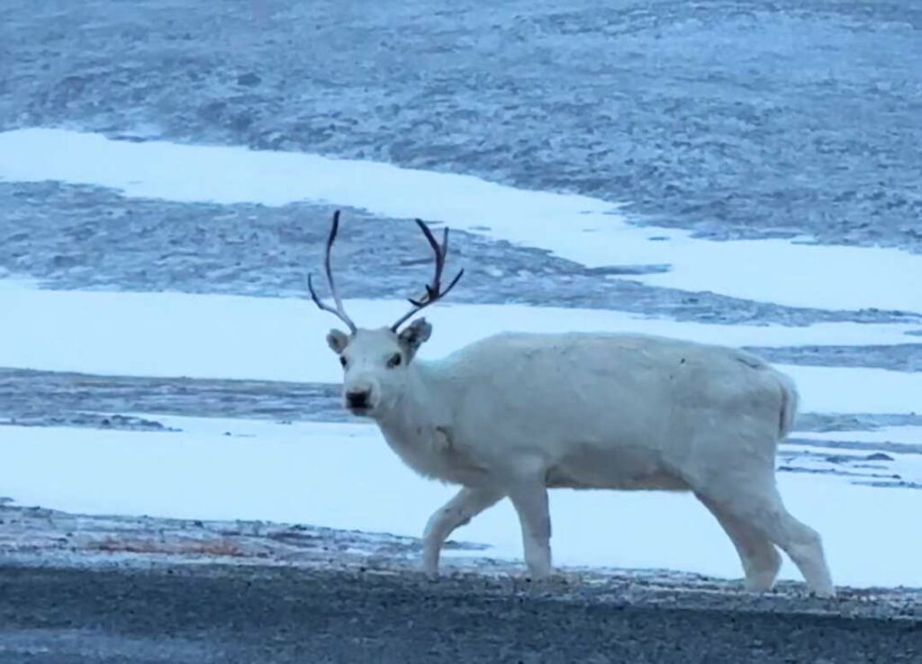 A wihte raindeer below the North Cape Plateau in Norway, walking on the snow covered plains