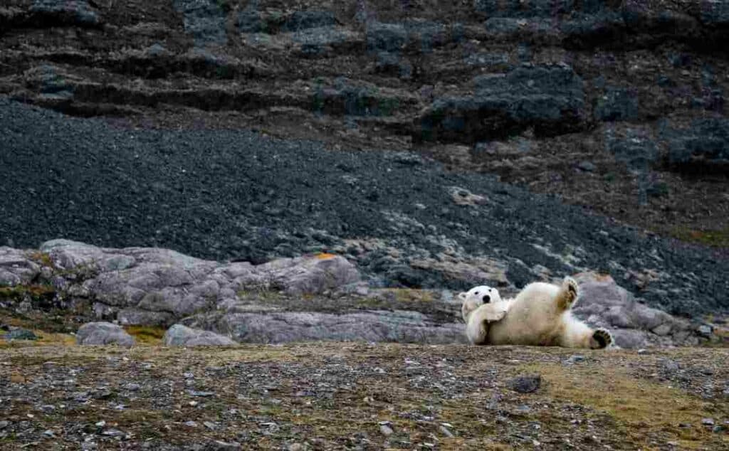 A Polar bear in Svalbard in the snow free season, playing on the rocky tundra under the mountains