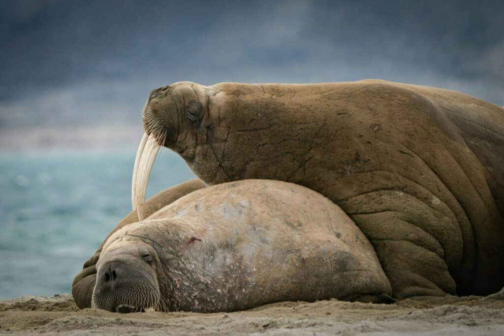 Two walrusses lying cuddled up in Svalbard on the sandy shore