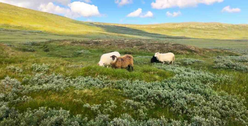 A group of sheep in the mountains on green and yellowish nature in the autumn on a sunny day