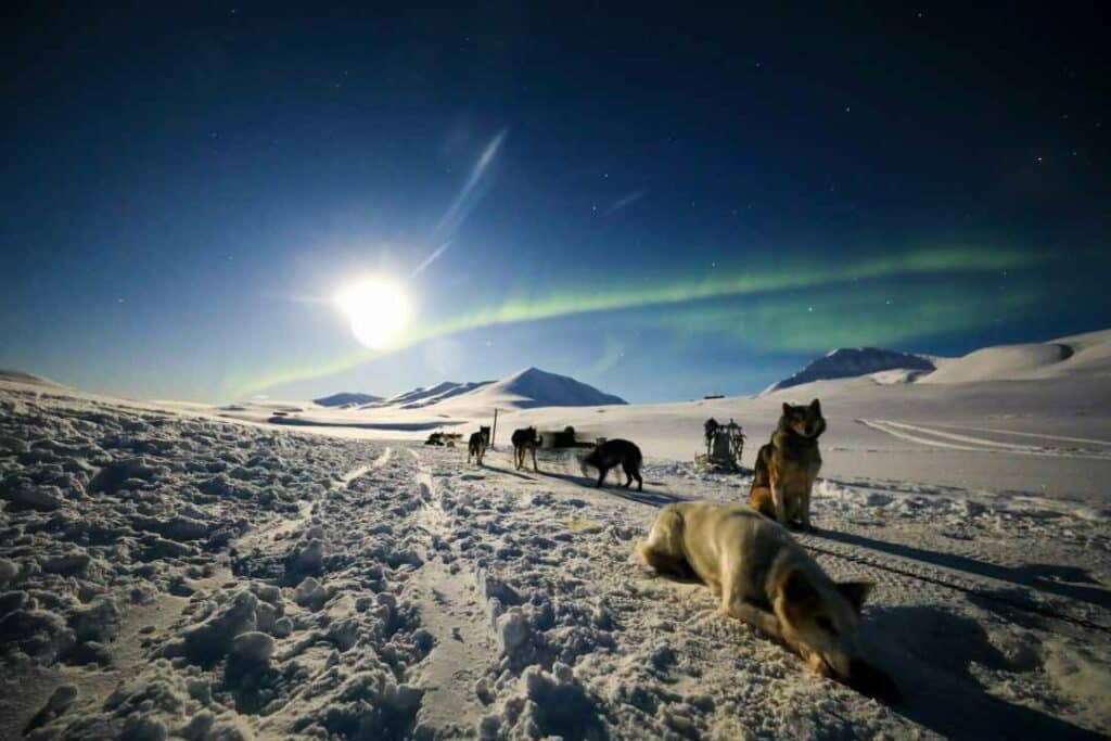 Dogs resting from the sled on the white cold powdery snow under the Polar Night sky in Svalbard Norway, the sky is dark blue and there is a small wave of green northern lights in the horizon