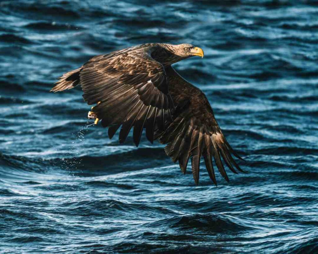 A majestic black eagle flying right above the dark sea in Lofoten Norway