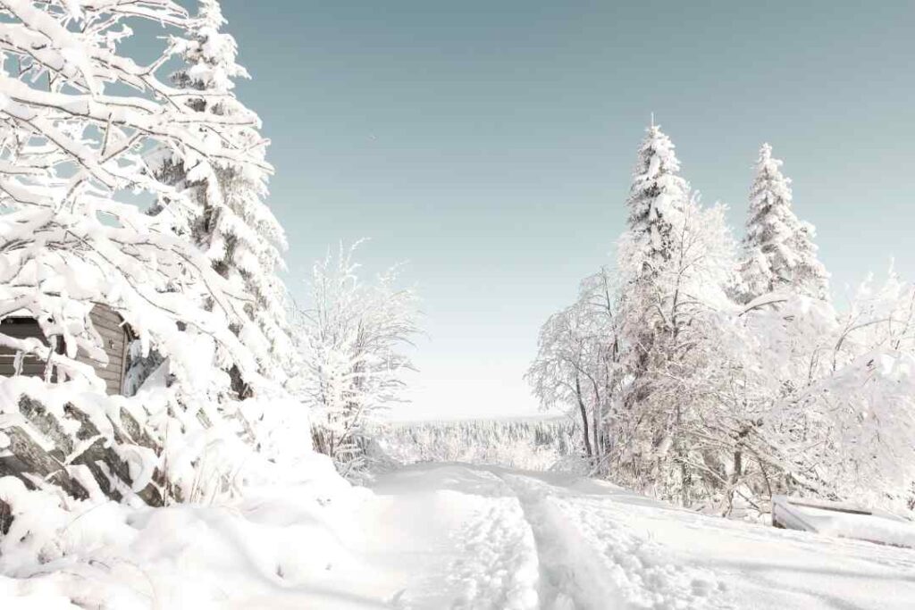 Stunning snow conditions in a forest with bright sunlight over the slow covered trees and sry snow where someone have made a tiny path through the snow 