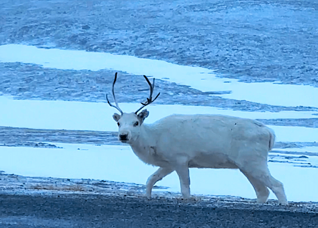 A white reindeer walking on a snow covered plain by a road in Northern Norwaty during winter