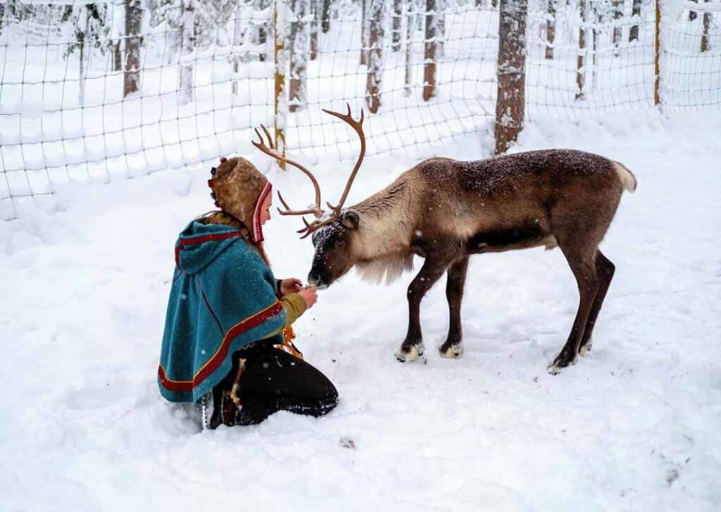 A indigenous sami woman in traditional clothes, in the snow feeding a reindeer 