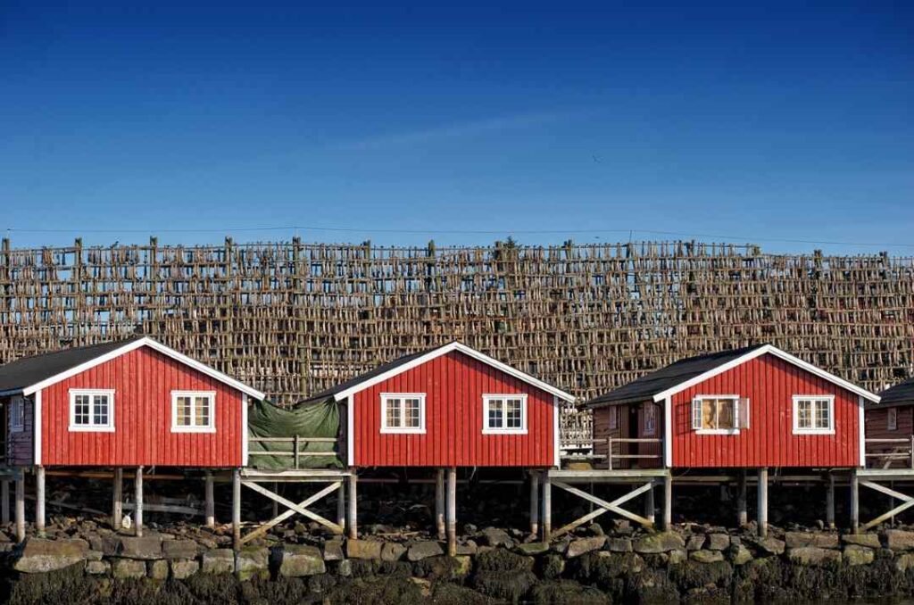 Racks of stockfish under a deep blue sky behind a row of three red fishermans cabins with white window sills nesteld on tall wooden poles by the sea