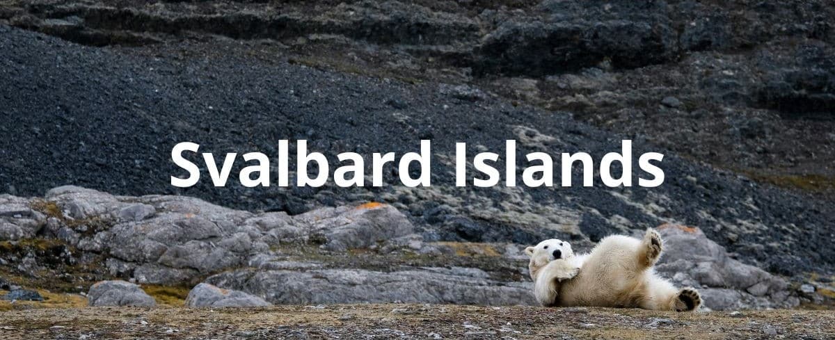 A polar bear relaxing rolling on the rugged snow free ground in Arctic Svalbard Islands in Norway during summer