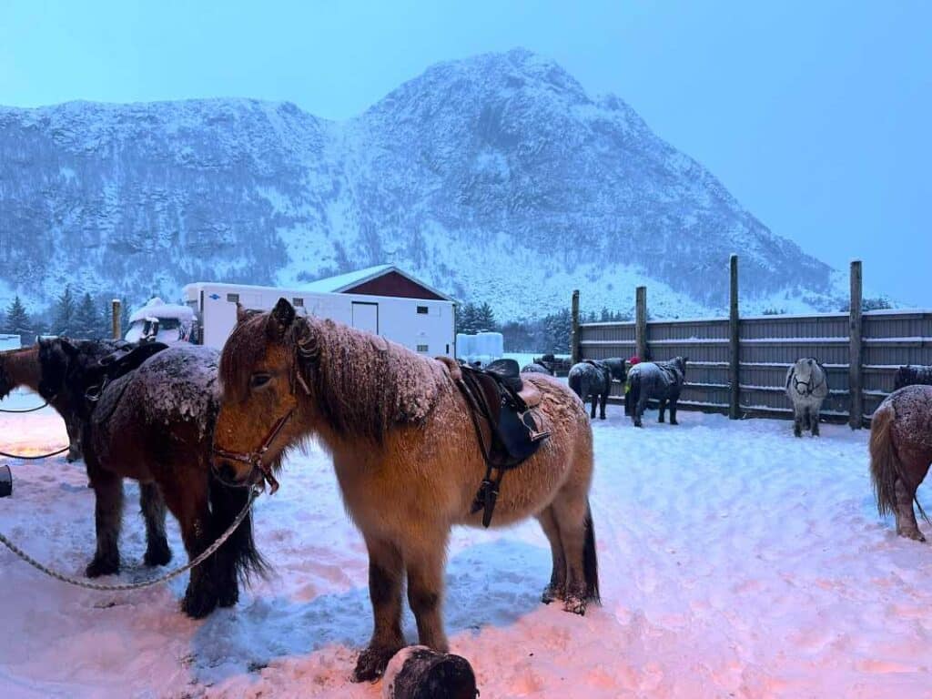 Horses in a pen in a snowy winter environment, ready saddled, against a backdrop of snow covered steep mountains 