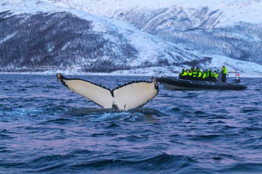 The fins of a whale disappearing into the dark blue ocean with a small boat with passangers in yellow and black survivial suits next to it, to a backdrop of snow covered moutains in winter